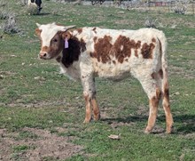 CatchitxSmoky Heifer