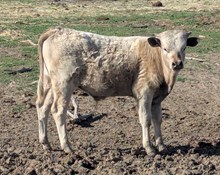 Smokey X Six Shooter Bull