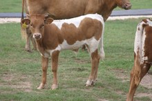 Renes Petunia X Tuff Spirit - Bull Calf