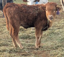 SSR Popped My Bubble