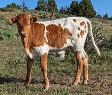 StarsButtonssteerCalf