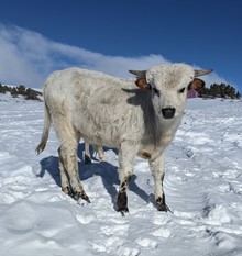 SSR Silent Rage bull calf
