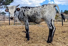 BabexSinA Heifer