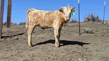 Smokey_Catchit Steer Calf