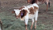 CatchitxSmoky Heifer