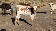 CatchitxSmoky Heifer