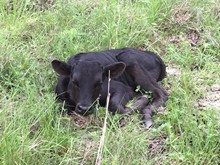 Malachi x Willow bull calf 2015