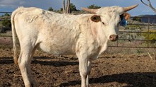 Pahoehoe x Silent Stalker heifer