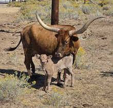 Smokey X Six Shooter Bull