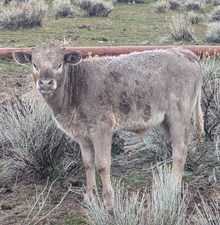 Smokey X Six Shooter Bull