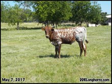 Texas Latte